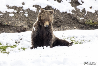 Grizzly Quill G288 YNP May 2025